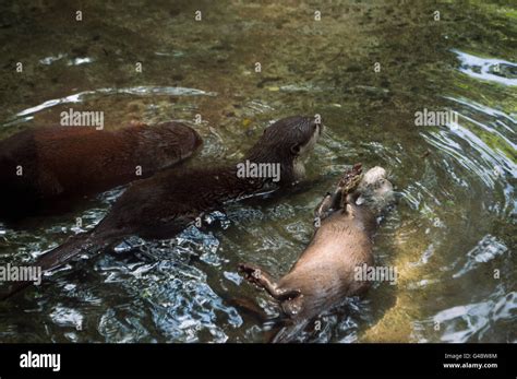 Three Otters Swimming Stock Photo Alamy