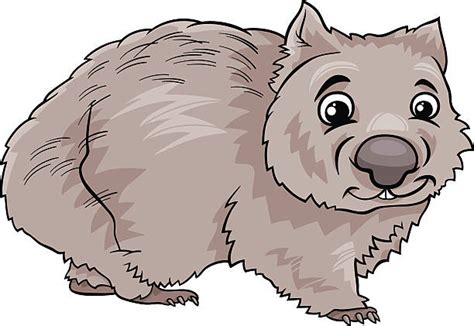 Drawing Of A Wombat Illustrations Royalty Free Vector Graphics And Clip