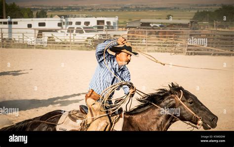 Cowboy On Horseback At Rodeo Swinging Lasso Over Head In Calf Roping