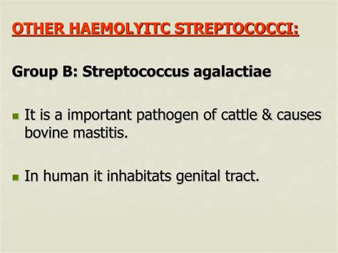 Ppt Streptococcus Powerpoint Presentation Free Download Id5596913