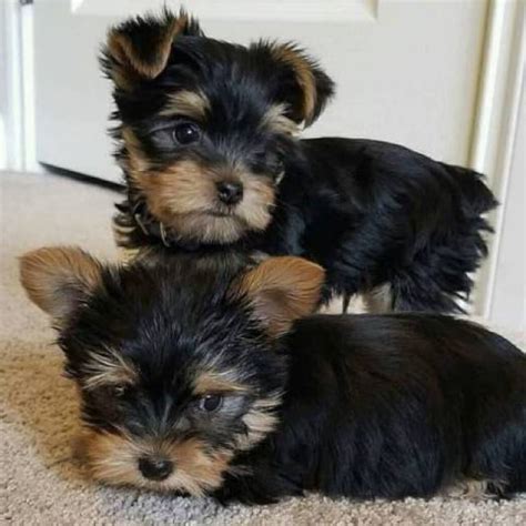 Free puppies free in el paso on yp.com. super cute male and female yorkie puppies (956) 294 4193 - El Paso - Animal, Pet