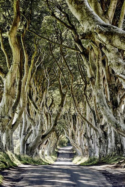 The Dark Hedges From The Game Of Thrones Television Series Beech Trees