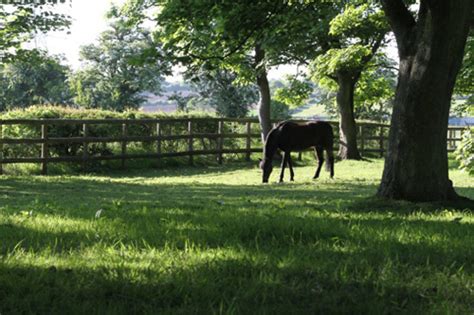 Pony Club Bourne Vale Riding Stables