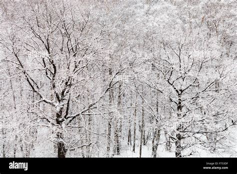 Black Oak Trees In White Snow Woods In Winter Season Stock Photo