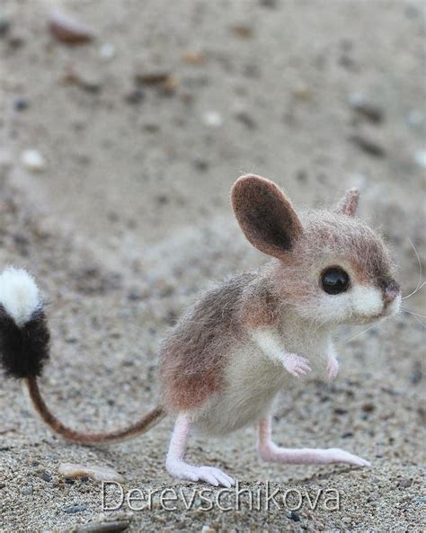 Pictures Of Baby Kangaroo Rats Peepsburghcom