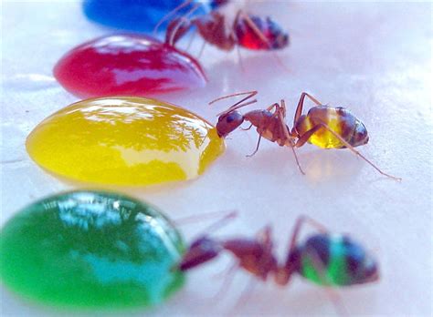 The Regular Joe Cool Nature Stuff Colored Ants