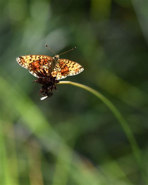 Insectes Et Autresn°14 Flickr