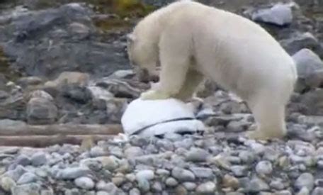 Video Polar Bears Uncover Spy Cameras Offbeat Emirates24 7