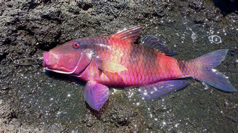 Hawaiis Most Beautiful Fish The Moana X Post From R