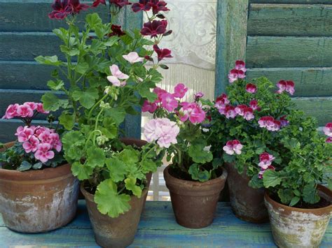 The Different Types Of Geraniums Diy