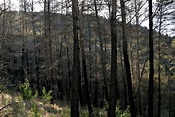 File:Burnt pine forest.jpg - Wikipedia