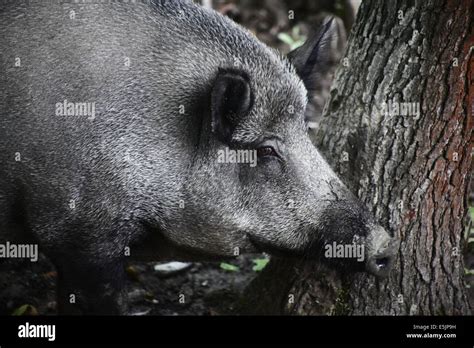 Wild Boar In A Forest Stock Photo Alamy