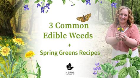 3 Common Edible Weeds Spring Greens Recipes Youtube