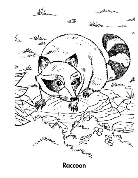 Raccoon Coloring Pages To Download And Print For Free