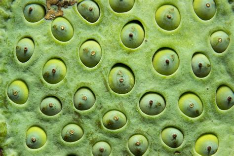 What Is Trypophobia Live Science 8896 Hot Sex Picture