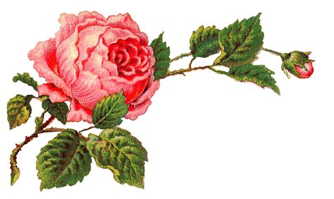 Antique Images Free Digital Flower Label Pink Rose Clip