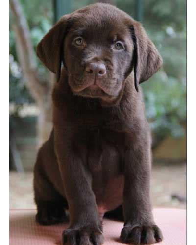 Te koop aangeboden zeer lieve puppy van 8 weekjes oud labrador retriever met paspoort en ingeënt ontwormd gechipt voor informatie. Adopt / Buy Labrador Retriever Puppies | Pure Breed - Free ...