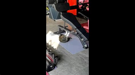 Cat Spotted Doing Sit Ups In Gym Youtube