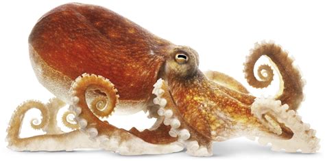 Octopus Png