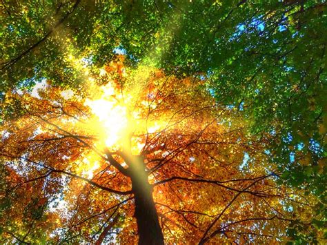 Free Images Tree Forest Branch Light Sunlight Leaf Fall