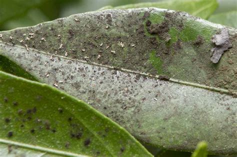 Stop Sooty Mold Fungus From Attacking Your Plants Gardeners Path