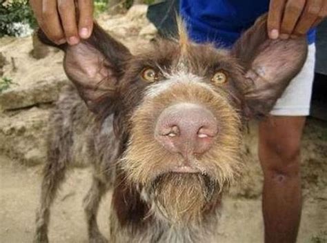 The Ugliest Dog In The World Contest Winners