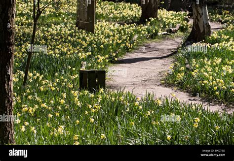 Spring Woodland 9 Stock Photo Alamy