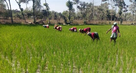 Revival Of Traditional Farming And Organic Agriculture Village