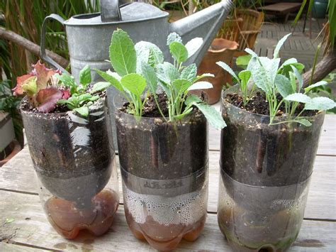 green roof growers homemade 2 liter sips growing kale