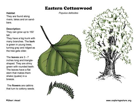 Cottonwood Eastern