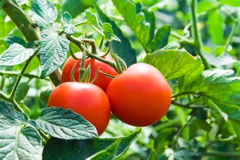 Everything You Need To Know About Tomatoes Laptrinhx News