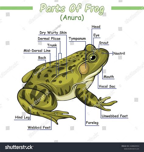 Frog Dissection Drawing