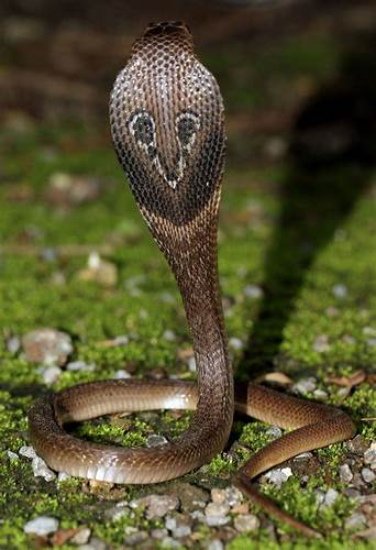 Диета очковая полная