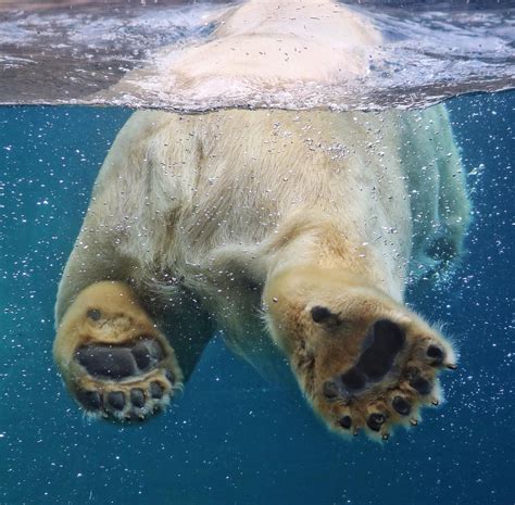 Polar Bear Paws Are Ideal For Roaming The Arctic They Measure Up To 30