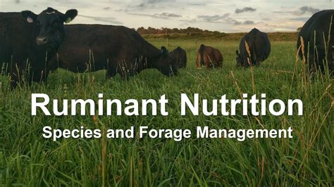 Ruminant Nutrition Species And Forage Management Youtube