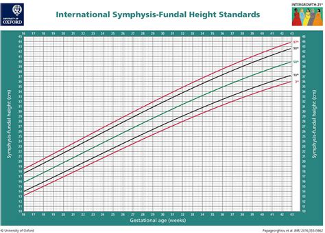 Fundal height & fundal height measurement