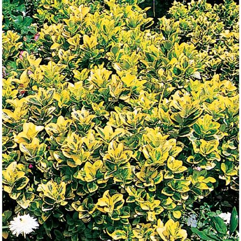 Golden Euonymus Accent Shrub In Pot With Soil L3159 At