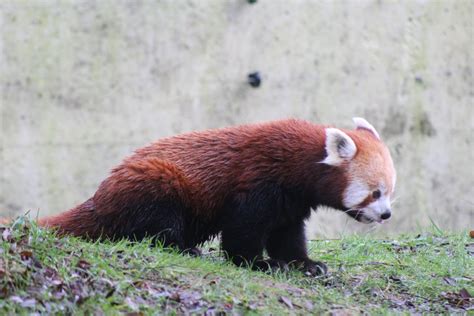 Red Panda Scent Marking Zoochat