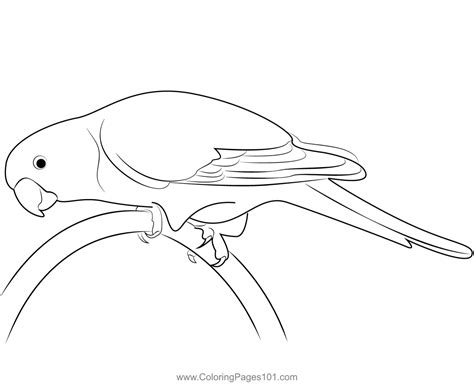 Female Eclectus Parrot Coloring Page For Kids Free Parrots Printable