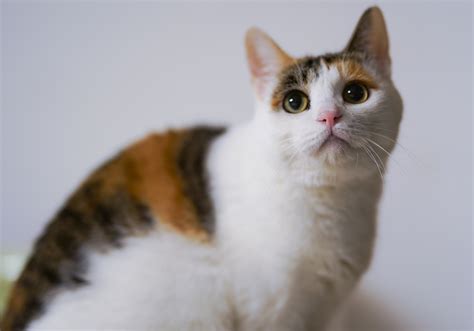 Free kittens to good home. Calico Cat · Free Stock Photo