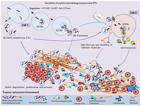 Cells Free Full Text Extracellular Vesicles And Matrix Remodeling