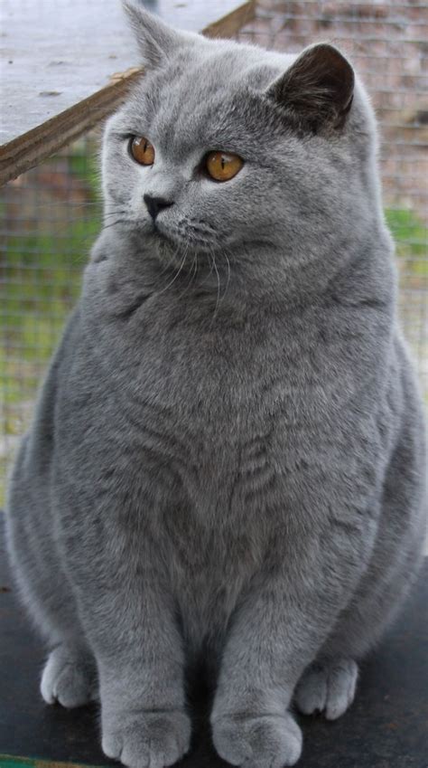 1000 Images About British Shorthair On Pinterest