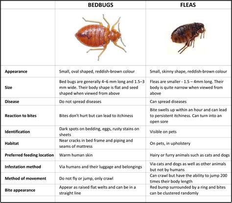 Bed Bugs How To Get Rid Of Bed Bugs Bed Bugs In Perth