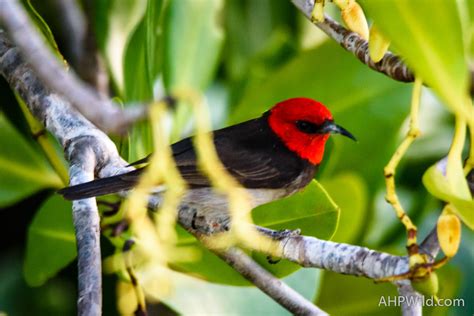 Red Headed Honeyeater Ahp Wild