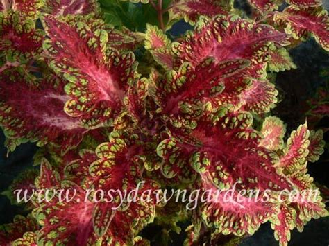 Upright)this coleus got its name from its velvety leaf texture. Coleus 'Watermelon' (medium; 16"-20"; upright) - Random 2