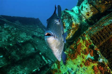 Triggerfish Swimming Amongst The Usts Photograph By