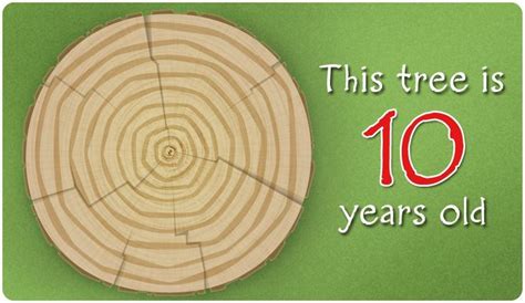 Did You Know That You Can Tell The Age Of A Tree By Its Rings
