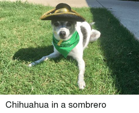 Chihuahua And Chihuahua Meme On Me Me Ya Estoy Hasta La Madre De Que Me
