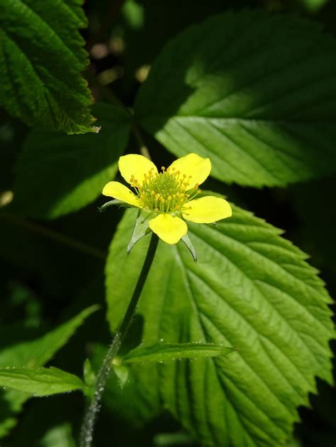 Small 5 Petal Yellow Flower Best Flower Site