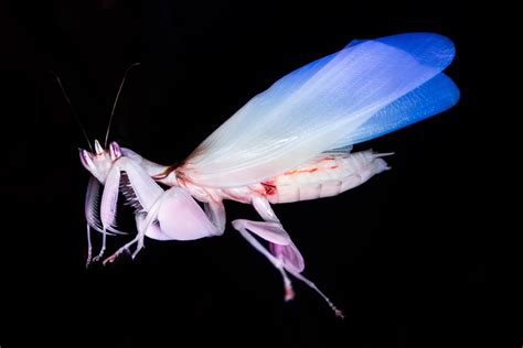 Bella The Orchid Mantis Drying Her Brand New Wings R Mantids